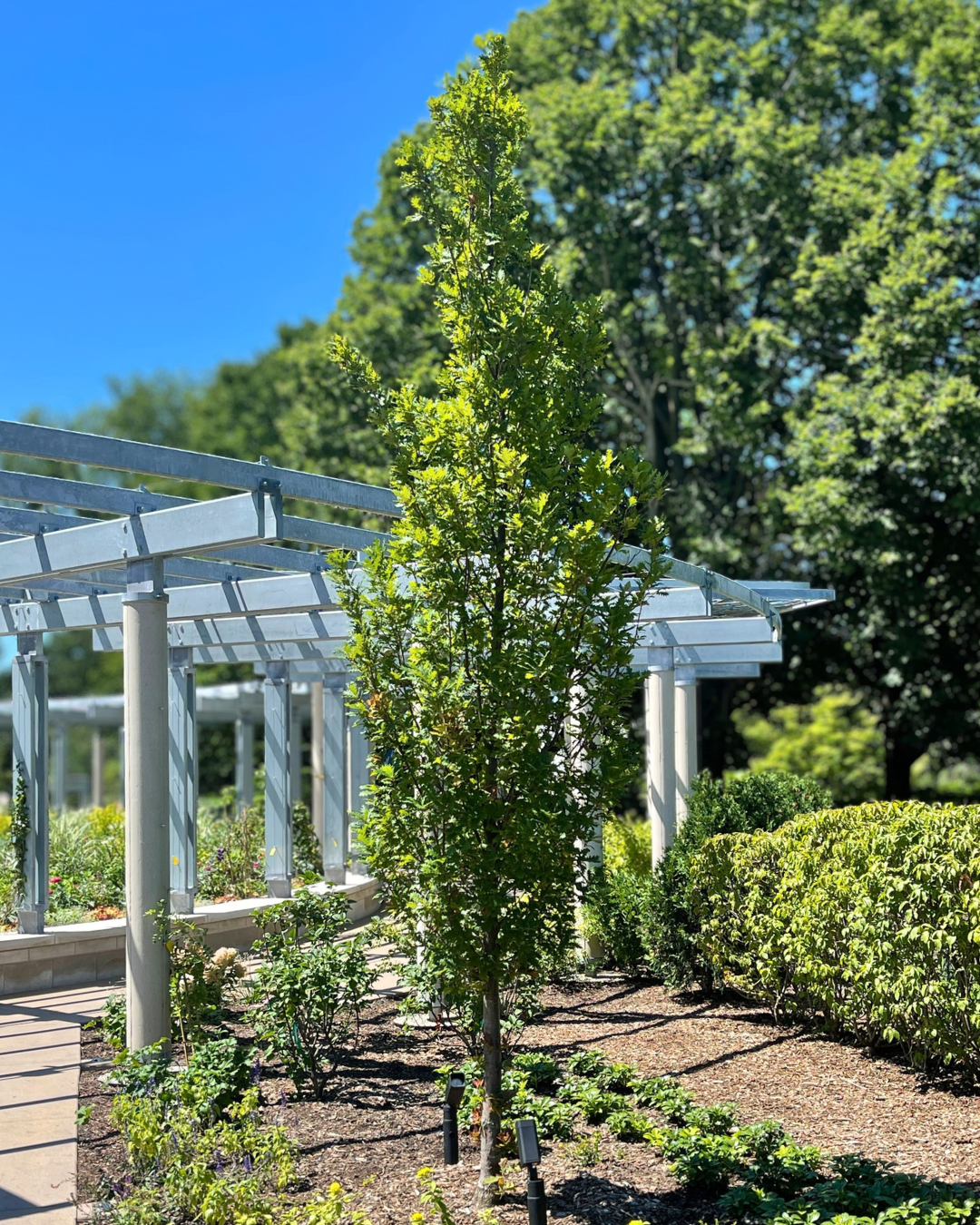 Streetspire® Oak